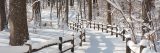 The forest draped in snow.