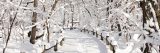 Photo of a snowy forest trail