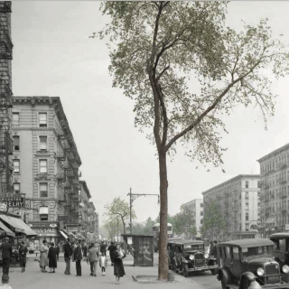 Photo of the cover of Street Trees