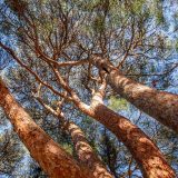 close up of a tanyosho pine tree