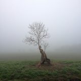 Single Ancient Ash Pollard Phoenix tree in fog