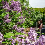 Woman taking photo of lilacs on path