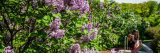 Waman takining photos of lilacs in lilac garden