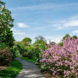 Young woman walking on path with pink lilacs