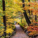 Picture of the Thain Family Forest with orange, red, and green leaves over a path