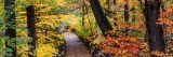 Picture of the Thain Family Forest with orange, red, and green leaves over a path