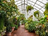 Plants in the Conservatory