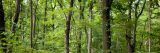 View of trees from the Thain Family Forest