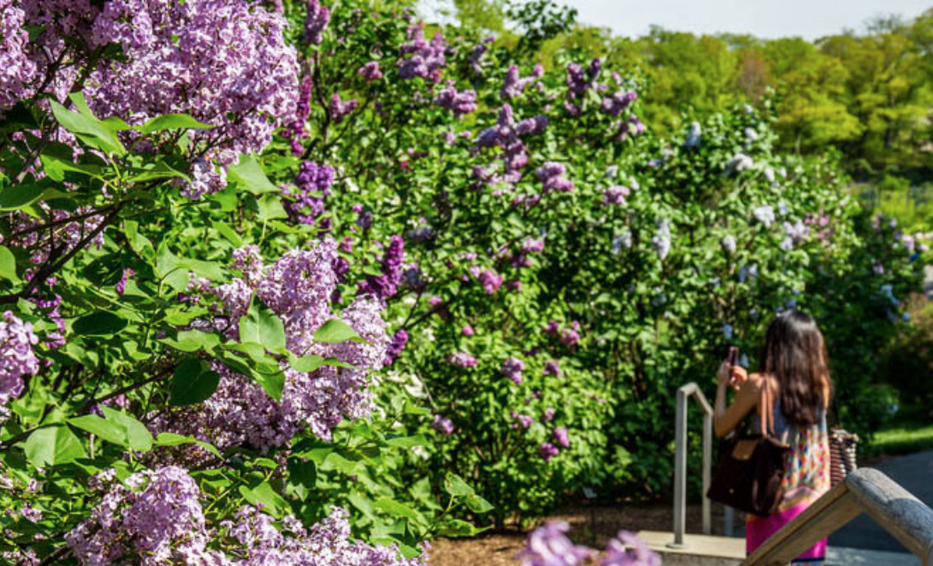 lilacs