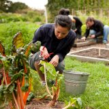 Woman gardening with a bucket