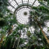 A view of the palm dome from below.