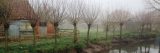 Picture of Willow Pollards Somerset for Tree Dialogues with William Bryan Logan