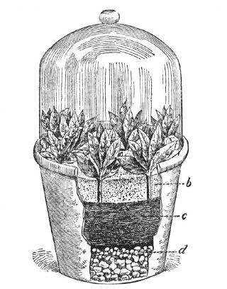 Drawing of a terrarium