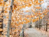Thain Family Forest in Winter and close up of yellow leaves over a path