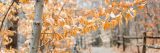 Thain Family Forest in Winter and close up of yellow leaves