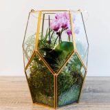 Photo of a terrarium with air plants and orchids