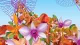 Key art for The Orchid Show: Singapore