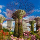 Photo of Supertrees at Gardens by the Bay