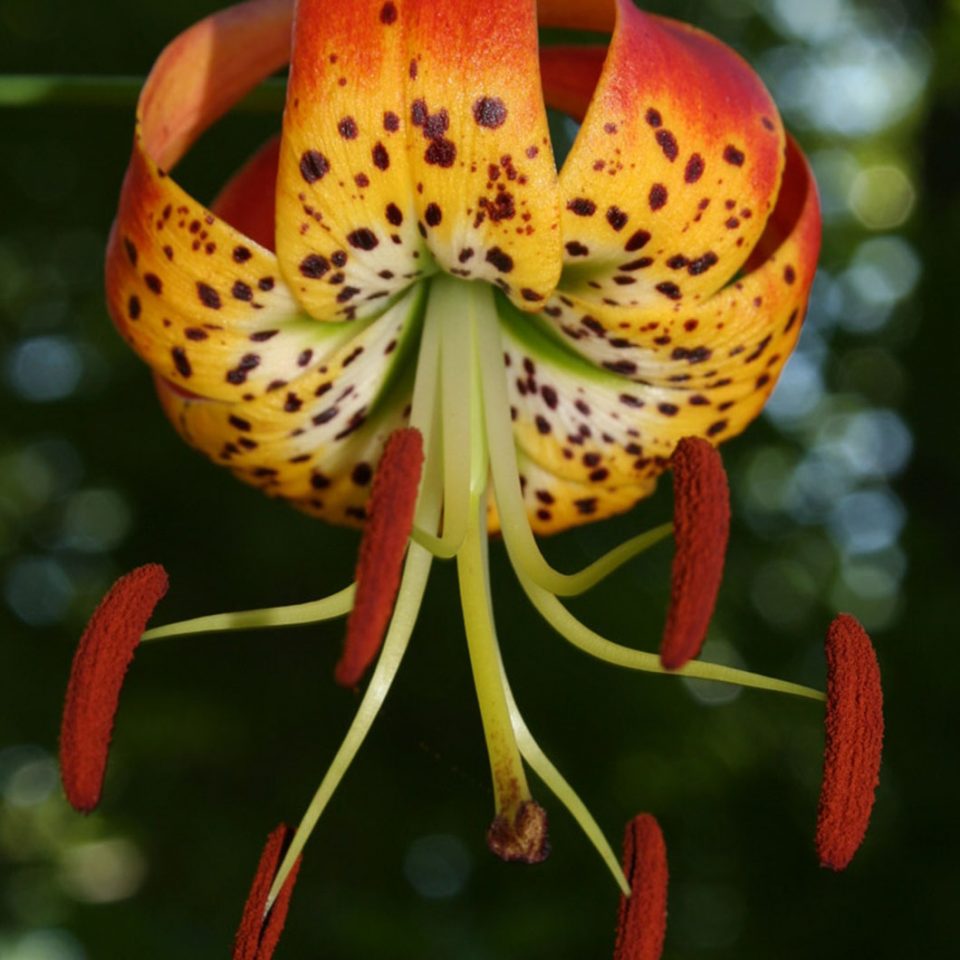 The New Manual of Vascular Plants Project by NYBG New York Botanical