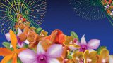 Image or orchids over a night sky