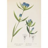 A print of a study of blue gentian flowers with green stems and leaves