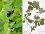 photo and specimen of the black berries and green round leaves of common buckthorn