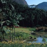 Uma exuberante encosta cheia de árvores e plantas.