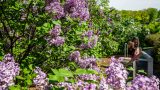 photo of lilacs