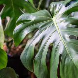 Photo of a Monstera leaf