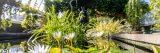 close up view of waterlily and lotus in water in the aquatic house of the Conservatory