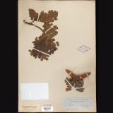 Herbarium specime of red-brown Quercus macradenia
