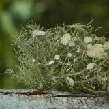 photo of lichen