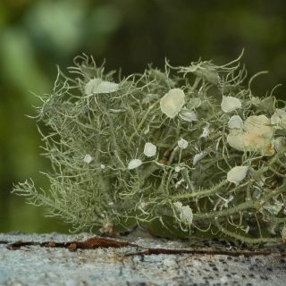 photo of lichen