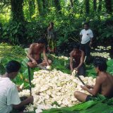 Group of people sitting in a circle surrounded by dark green leaves and dark green trees, holding machetes, hacking on breadfruit plants.