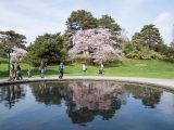 people walking on grass and by blooming pink cherry trees in front of the reflecting pool