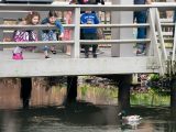 two children looking through a wooden fence at a duck in a pond