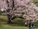 people standing under pink cherry tree taking photos