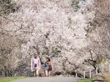 two people walking up a path with a blooming cherry tree behind them