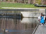 young child and person looking at ducks in water of native plant garden