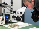 Man looking through a microscope at a herbarium specimen