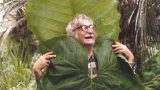 A photo of Roberto Burle Marx holding up elephant ear leaves.