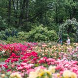 People walking through the Rose Garden.