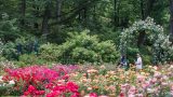 People walking through the Rose Garden.