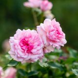 Two pink roses.