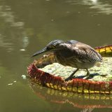 A bird on a lily pad.