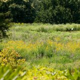 Native Plant Garden in Summer