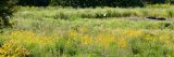 A field of yellow and purple native plants.
