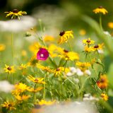 Flora from the Native Plant Garden in Summer