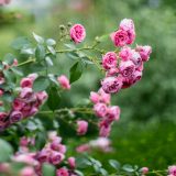 Photo of roses in fall