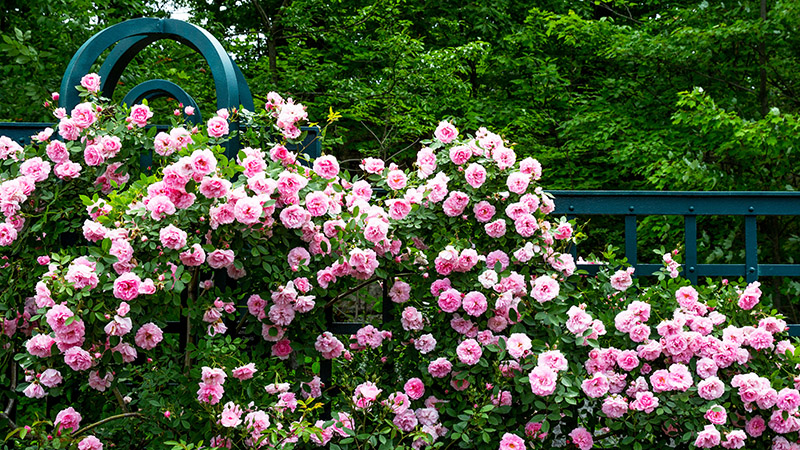 Photo of Roses